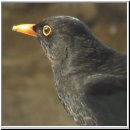 Turdus merula - Amsel m09.jpg